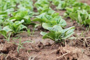 Cibi biologici e benefici per l'ambiente