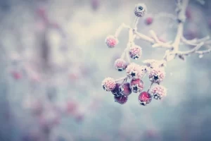 Cosa significa l'inverno per la natura, gli animali e noi?