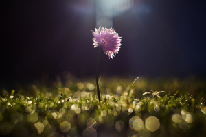 meditazione per la primavera